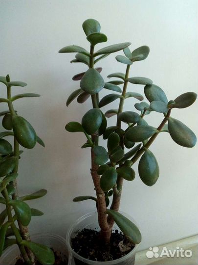 Крассула толстянка денежное дерево