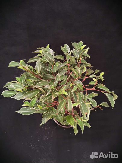 Фикус экзотика косичка 12/40