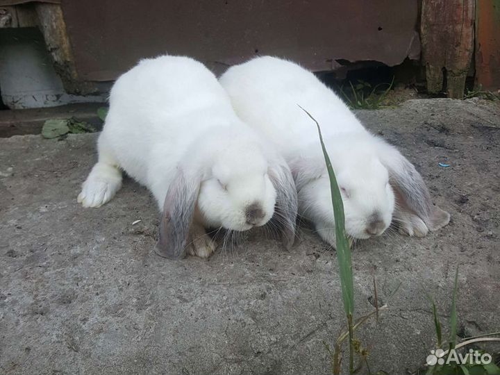 Французкие бараны