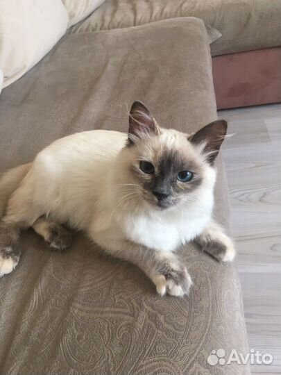 Котёнок Невская маскарадная