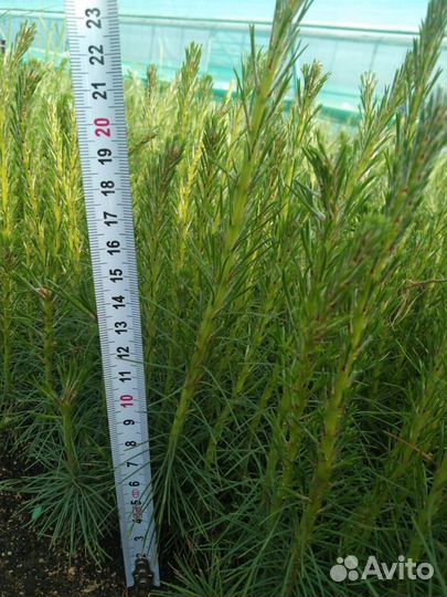 Саженцы ели окс