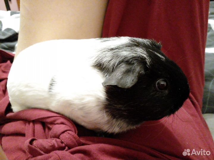 Морская свинка самочка