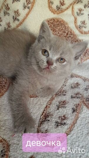 Шотладские котята