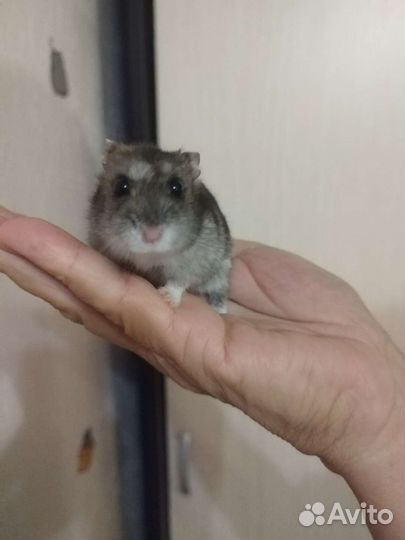 Джунгарский хомяк с клеткой бесплатно