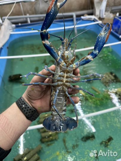 Австралийский рак