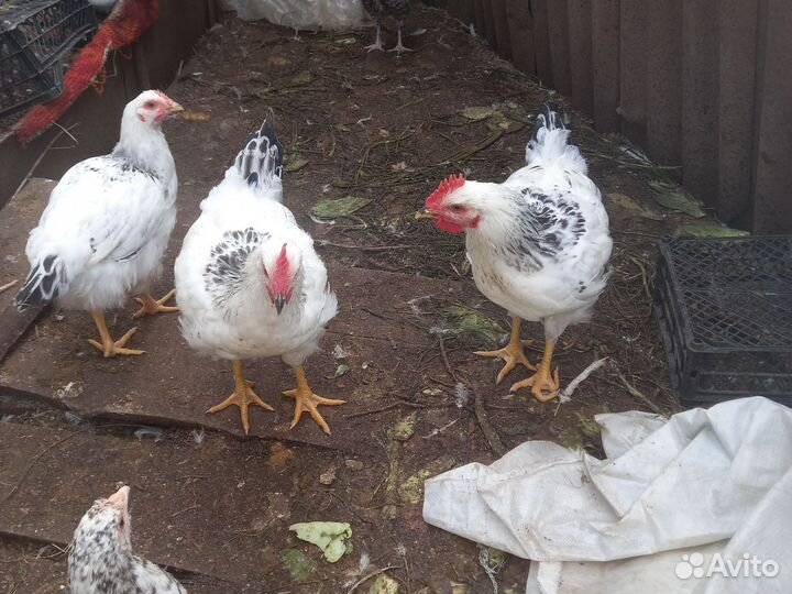 Молодые петухи