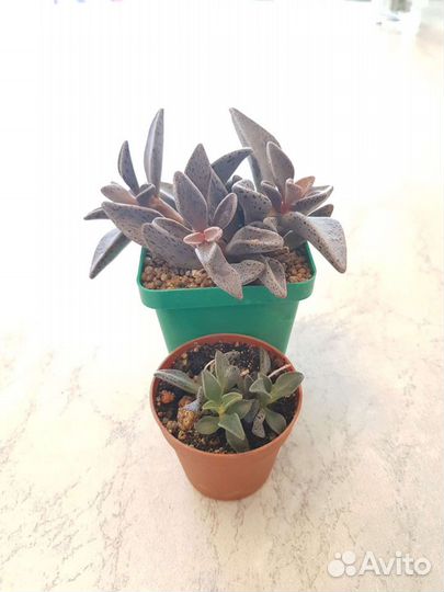 Комнатные растения.Суккуленты.Ленофиллюм-детки