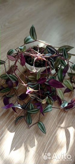 Традесканция