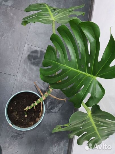 Монстера вместе с горшком здоровое растение