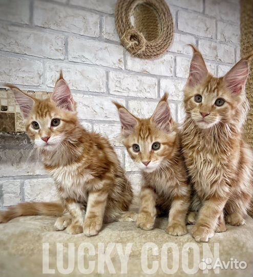 Котята мейн-кун питомник Lucky Coon