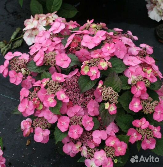 Гортензия Коттон кенди