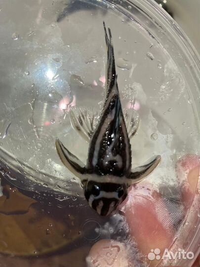 Продам номерных сомов L046, коряги яблони