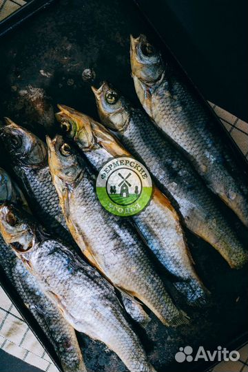 Рыба северная Язь Щука Щекур Мохтик Лещ Сырок