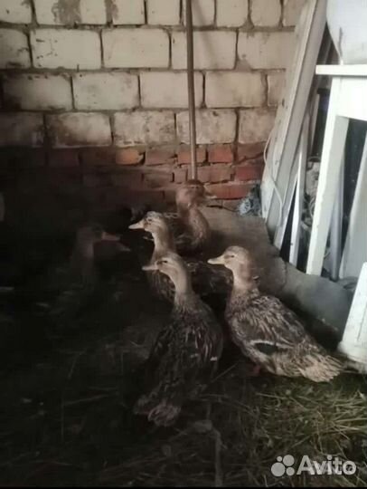 Подсадные утки