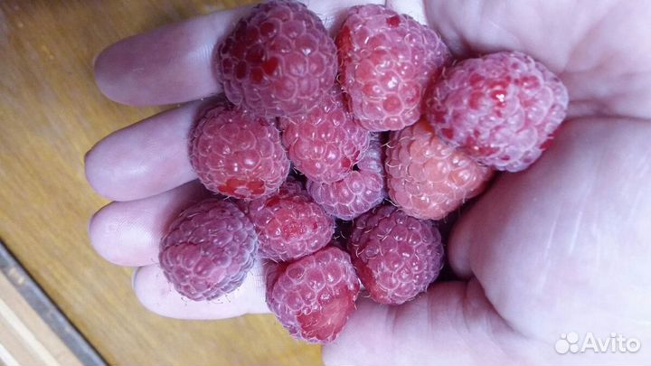 Кусты ремонтадной малины Шапка Мономаха