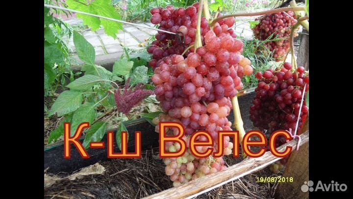 Виноград Саженцы