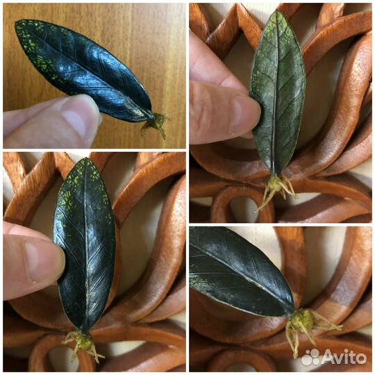 Замиокулькас листами с бульбочками