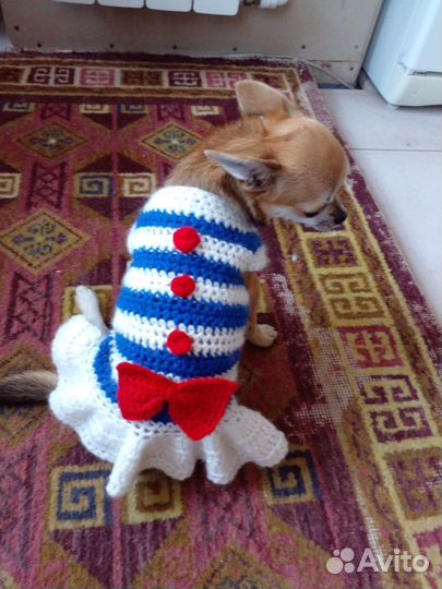 Вязание на заказ для Чехуахуа