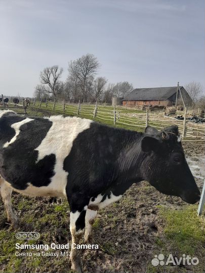 Коровы,овцы