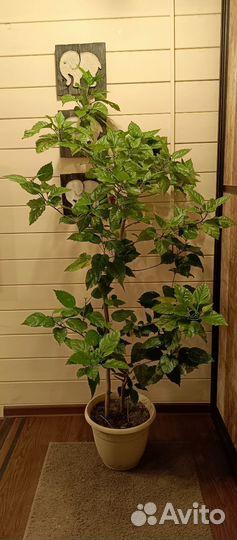 Фикус, драцена, гибискус