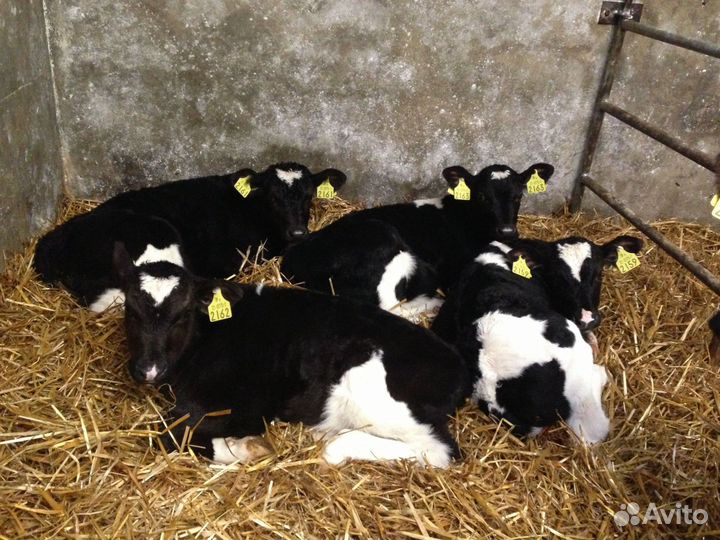 Телята бычки