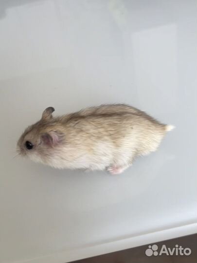 Джунгарский хомяк и сирийский