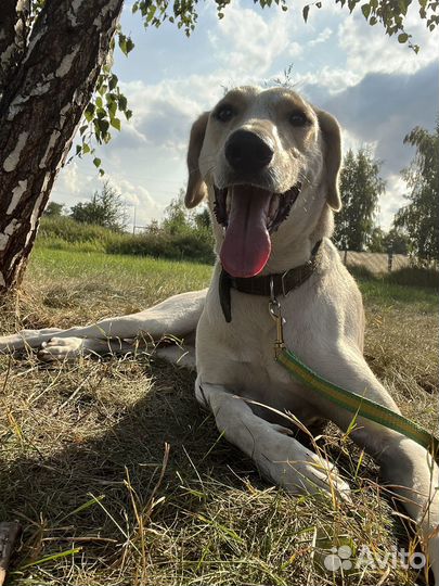 Собака Нирвана ищет дом