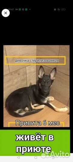Щенок привит 3.5 мес