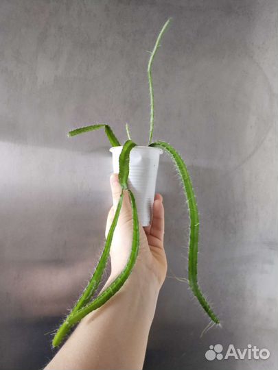 Гилоцереус ундатус