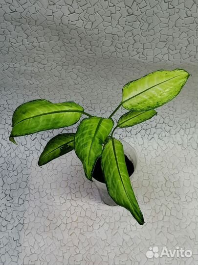 Диффенбахия