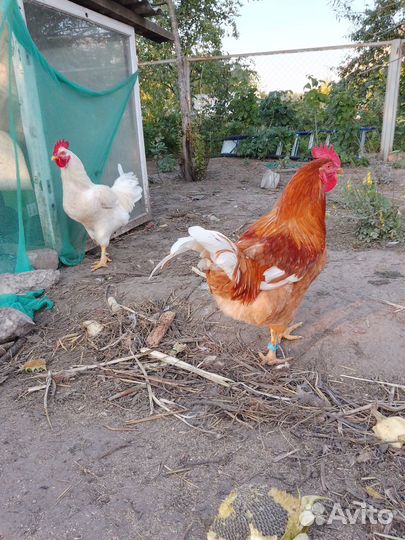 Петухи