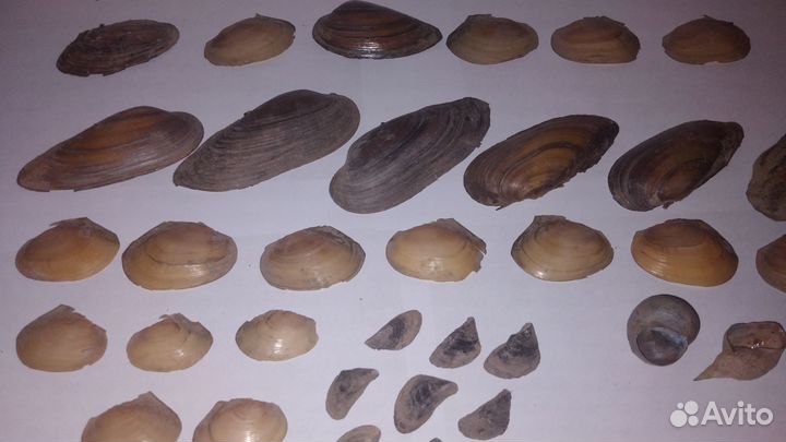 Речная ракушка