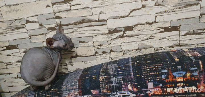 Донской сфинкс