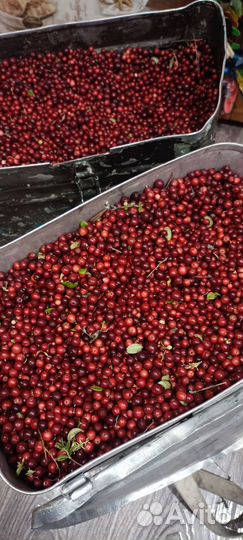 Брусника ягода свежая