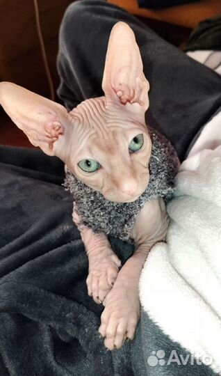 Канадский сфинкс