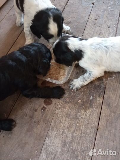 Щенки спаниеля