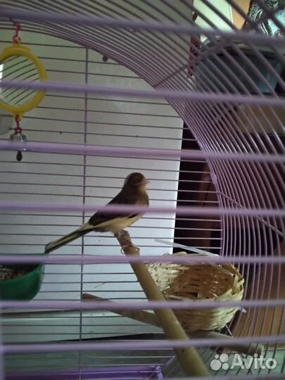 Кенар певчий