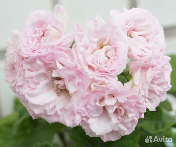 Пеларгонии коллекционные