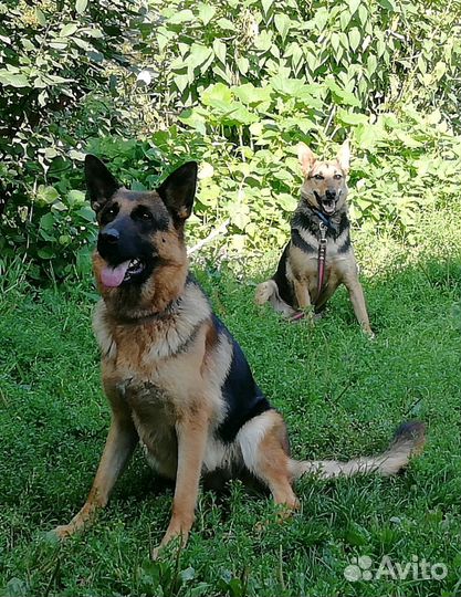 Метис овчарки