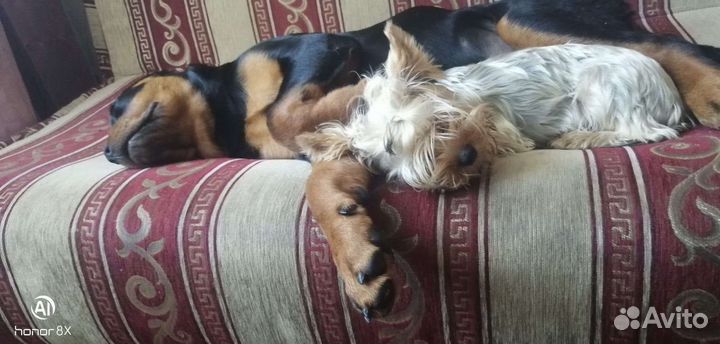 Йоркширский терьер мини