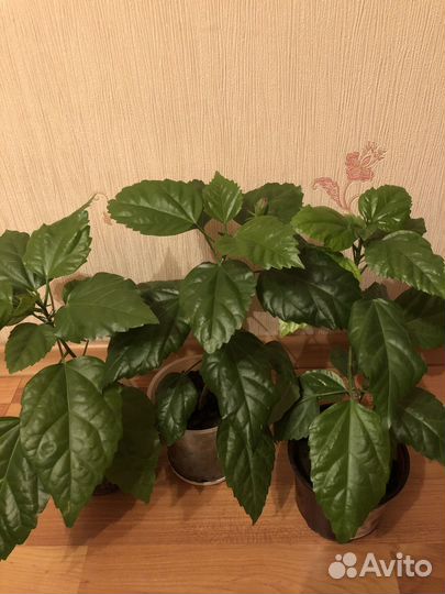 Китайская роза