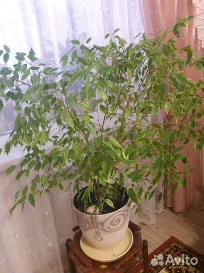 Фикус Бенджамин (15 лет)