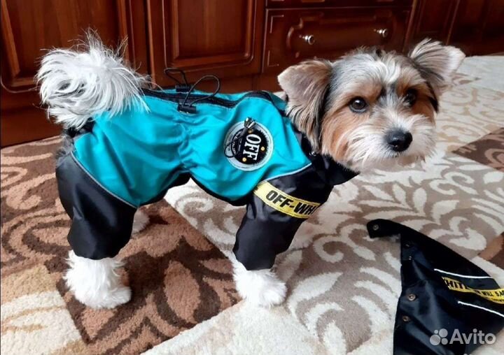 Одежда для собак