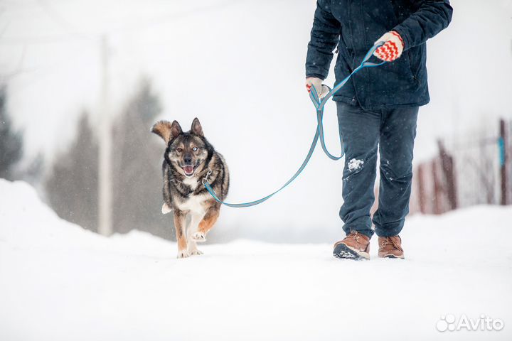 Харизматичный Рэкс - пес с длинной историей