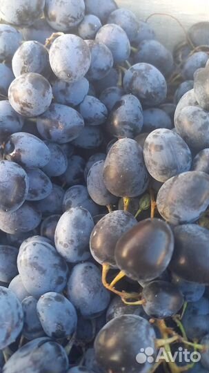 Виноград Молдова