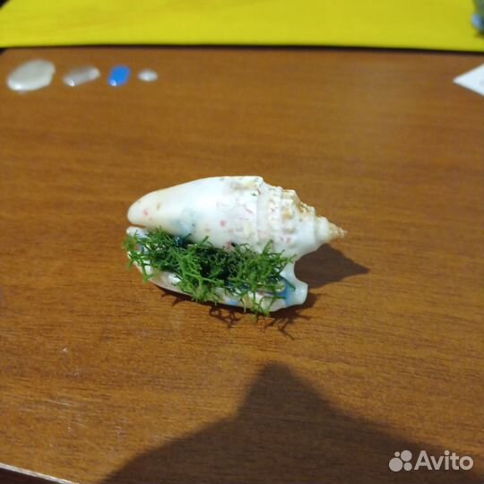 Ракушка