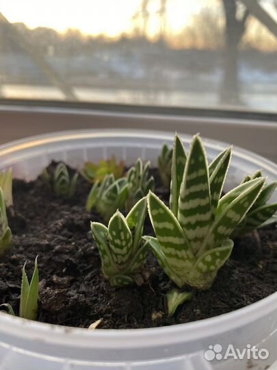 Алое тигровое / алое пестрое