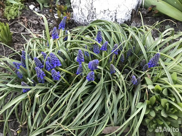 Мускари, Подснежники, Незабудки