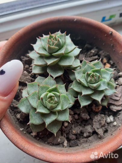Суккуленты. Echeveria Fabiola