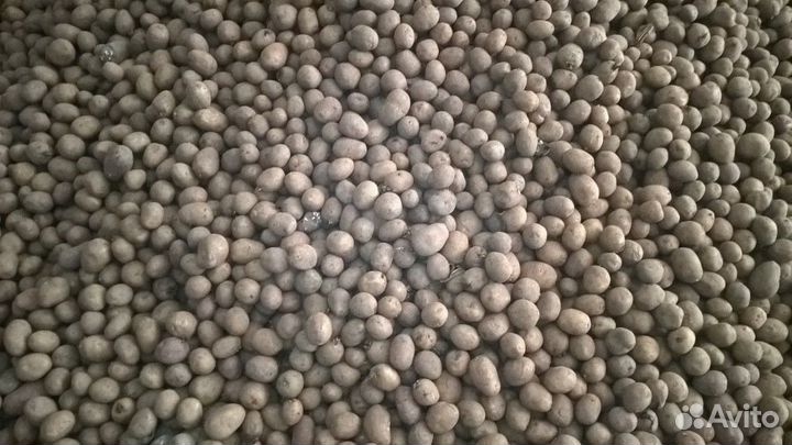 Картофель на корм животным, отходы